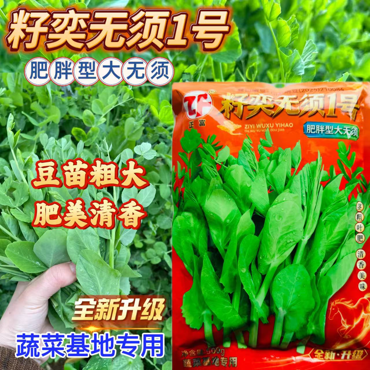 籽奕无须1号种子肥胖型大无须豌豆苗粗大肥美清香味美芽苗菜 秋播