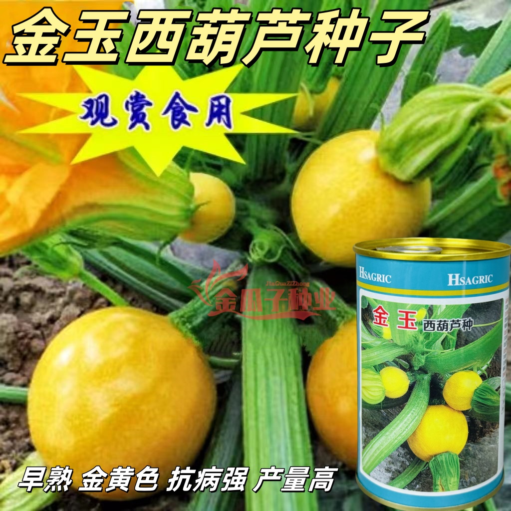 金玉西葫芦种子早熟高产品种瓜型圆形葫芦瓜黄皮油亮耐热占瓜种籽