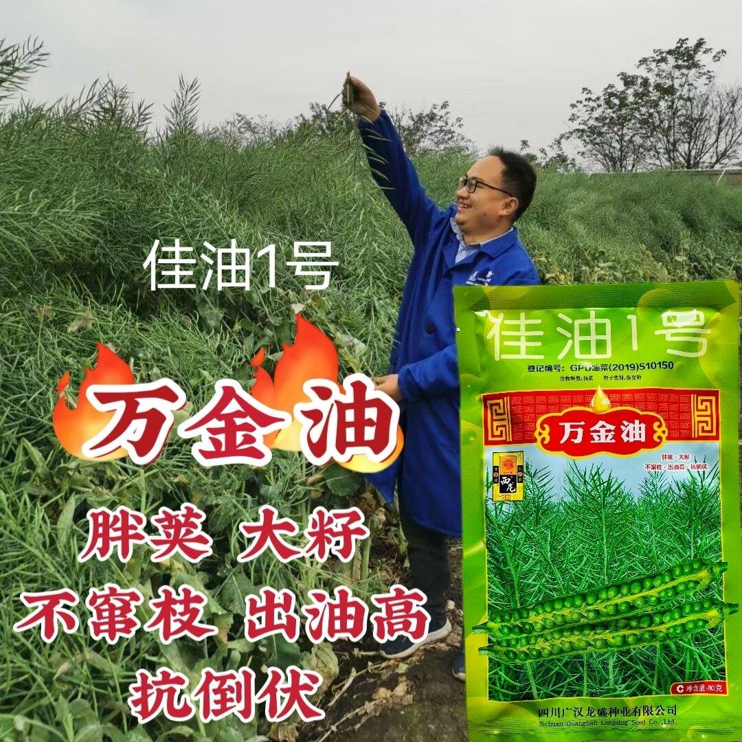 油菜籽种子万金油佳油1号油菜籽种籽高产抗倒高油胖荚农家春秋播