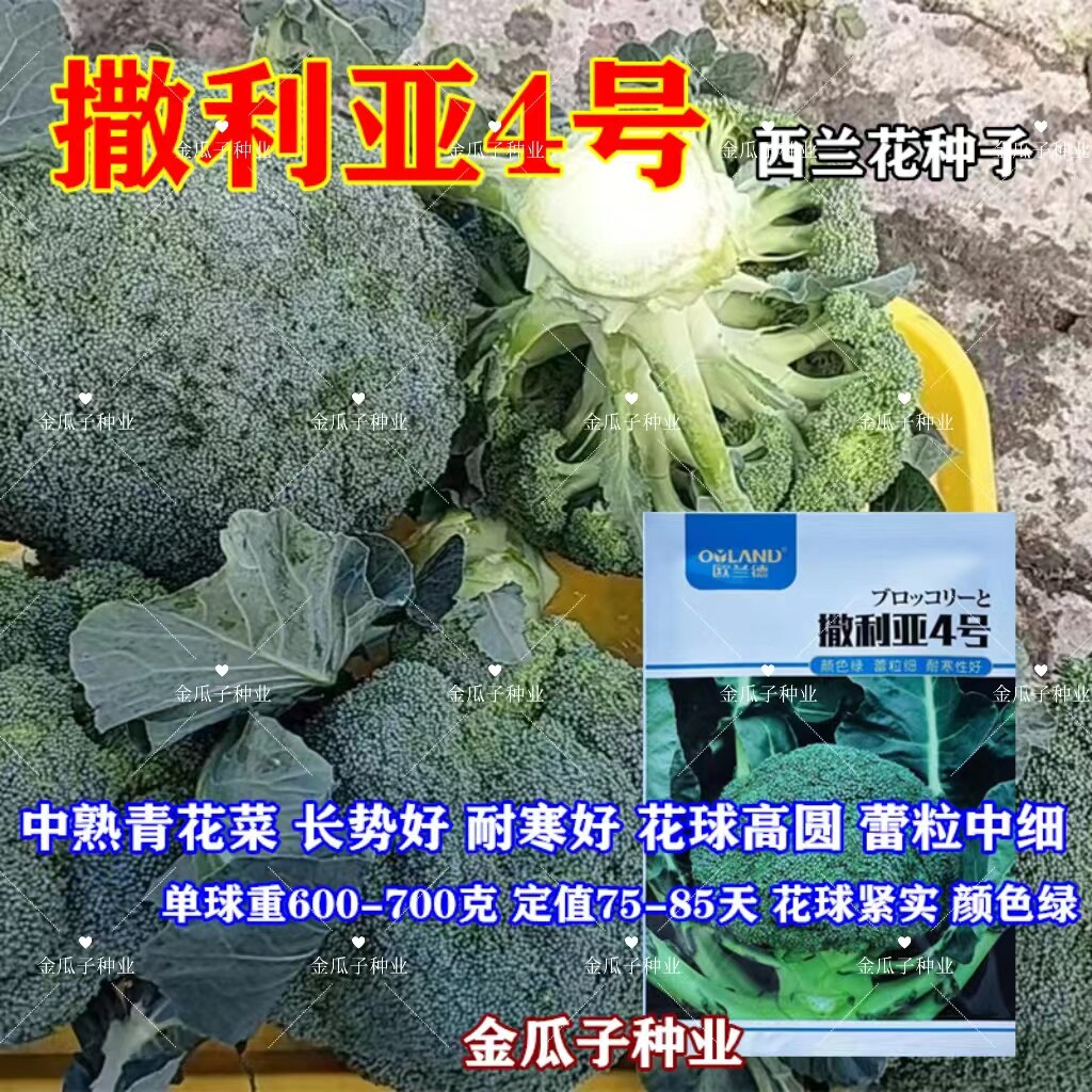 撒利亚4号西兰花耐寒高产抗病
