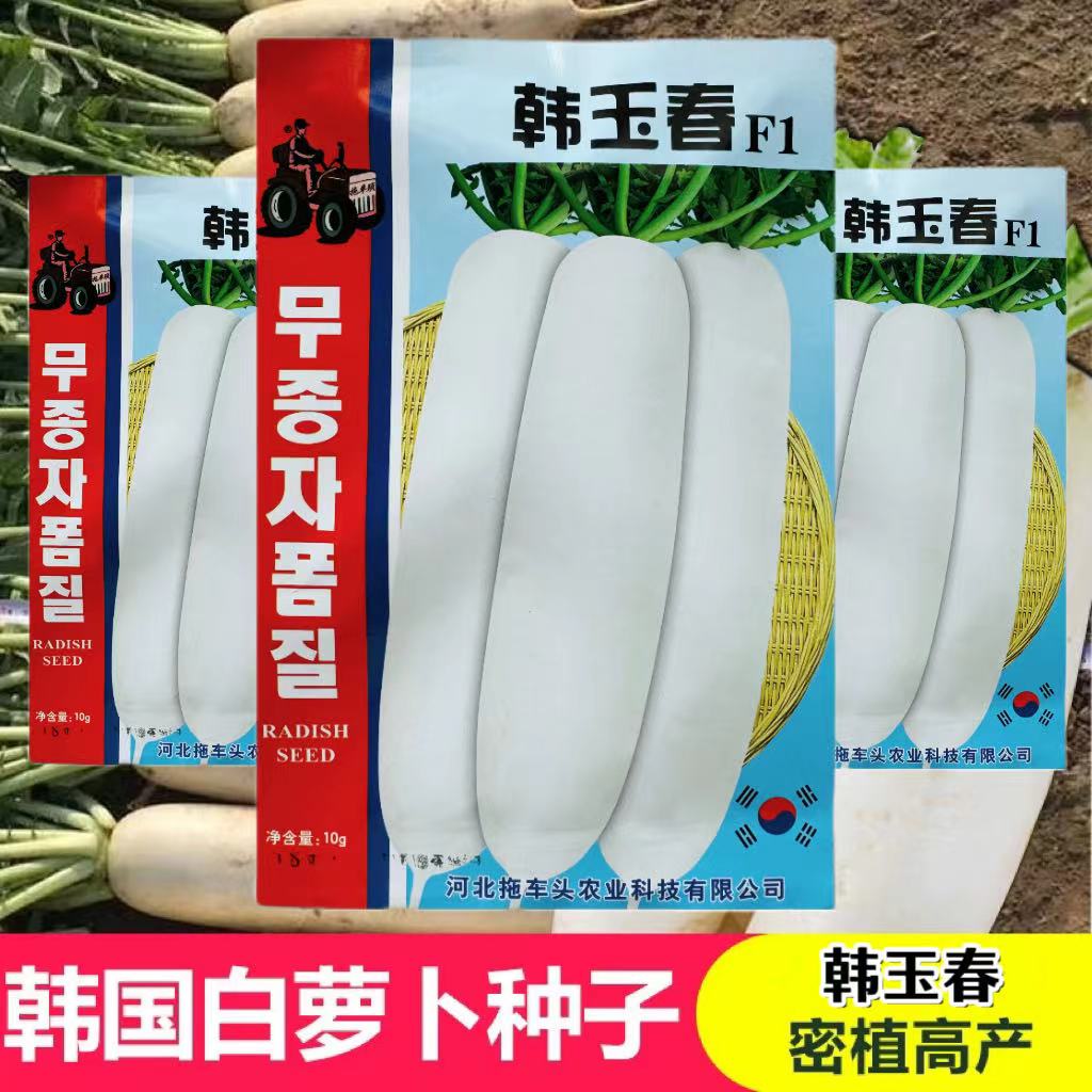 韩玉春白萝卜种子早熟高产耐裂