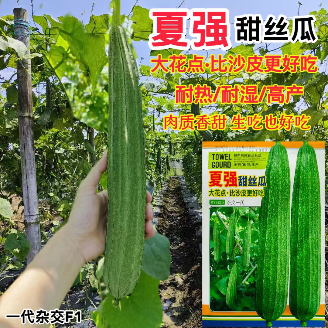 夏强甜丝瓜大花点丝瓜大肉棱角