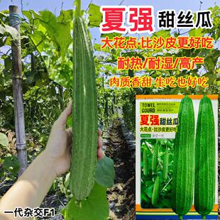 夏强甜丝瓜种子夏季大花点丝瓜大肉棱角甜丝瓜籽大田菜农种籽种孑