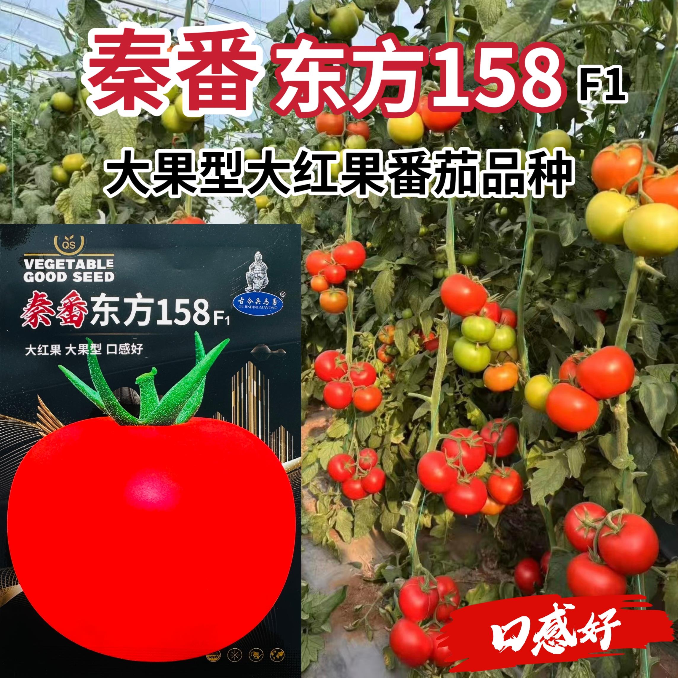 秦番东方158番茄种子大红果番茄西红柿种子大果型口感好大红番茄