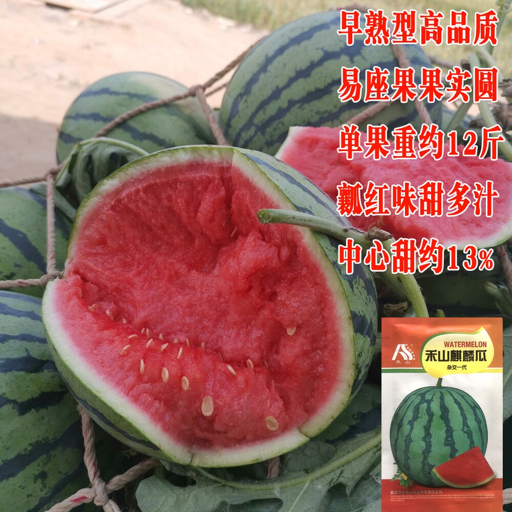 禾山麒麟瓜西瓜种子早熟杂交西瓜种籽耐热抗病大红瓤甜脆西瓜种孑