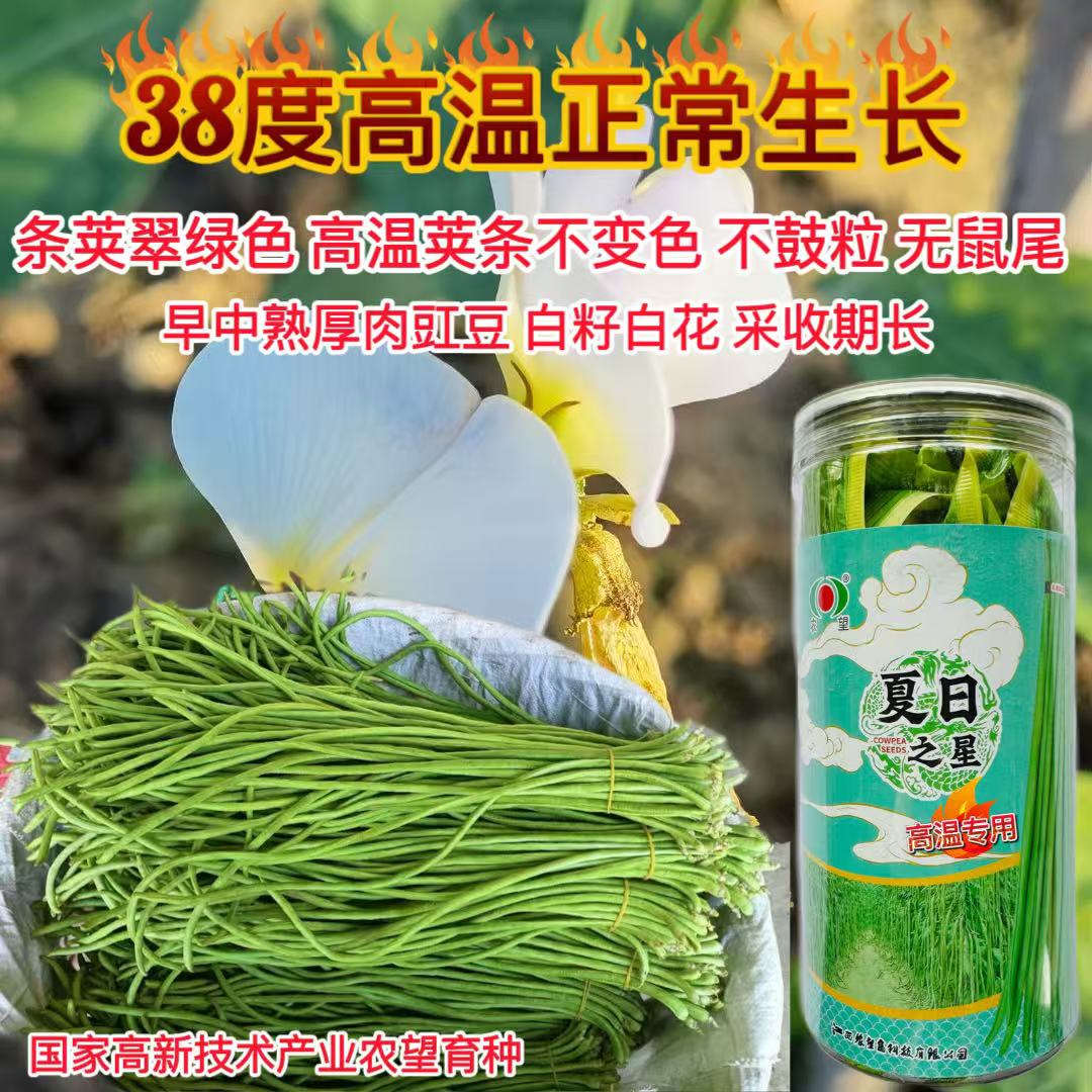 夏日之星豆角种籽白籽白花厚肉长豆角种孑豇豆高产早熟长蔬菜籽种
