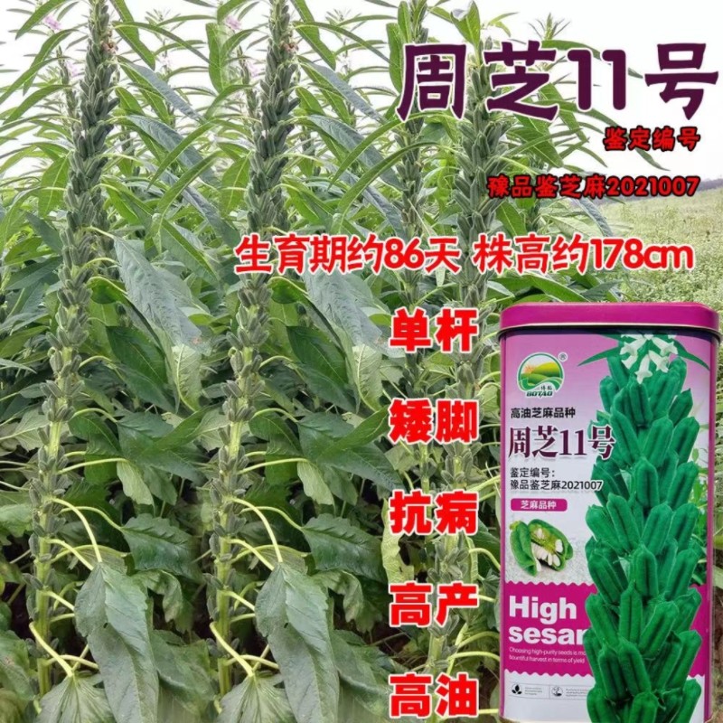 周芝11号白芝麻种子高产抗病抗倒伏高油芝麻种籽农家春夏秋季播种