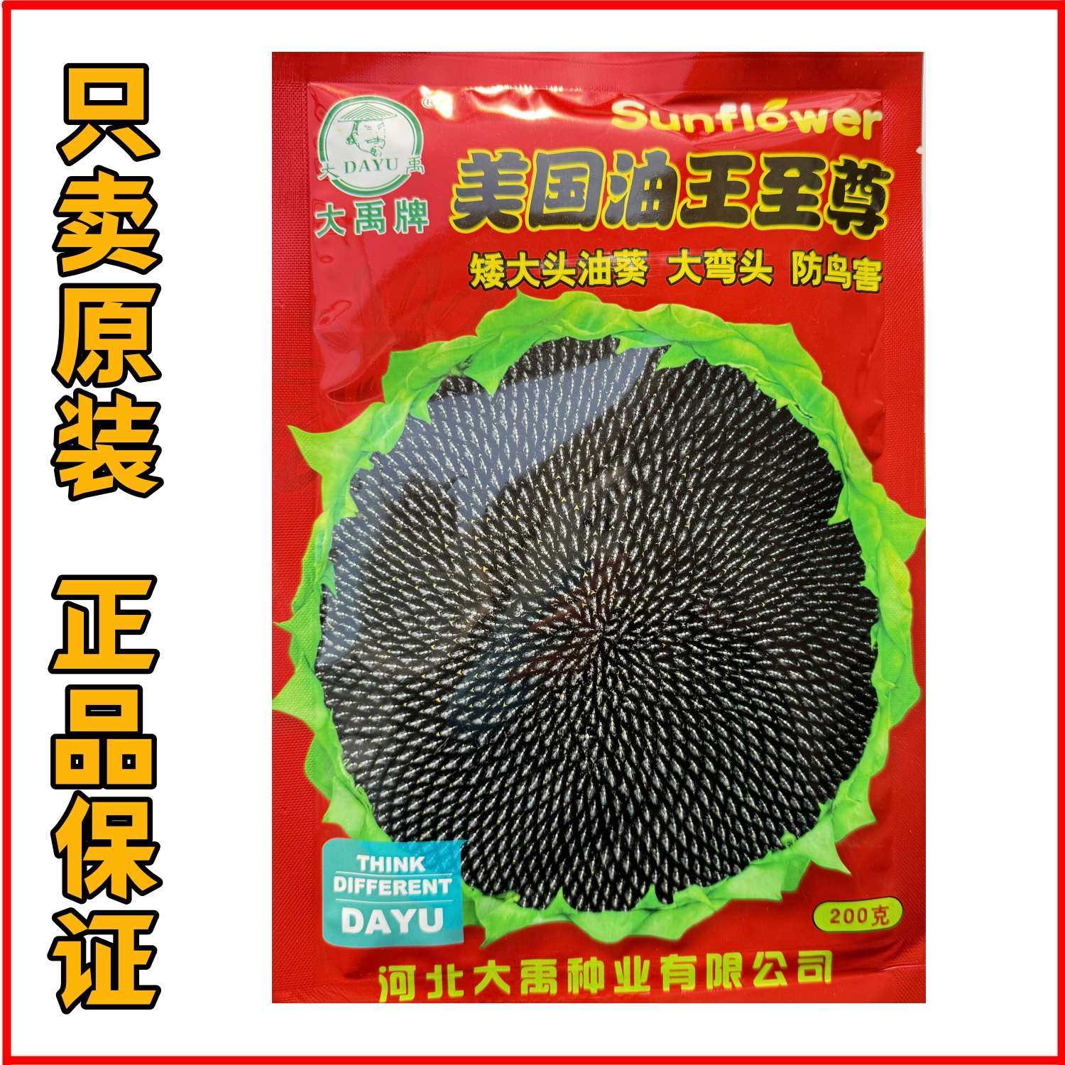 油王至尊油葵种子矮大头油葵种子出油率高榨油专用葵花籽大田基地