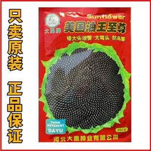油王至尊油葵种子矮大头油葵种子出油率高榨油专用葵花籽大田基地