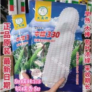 早熟白甜糯玉米种子中糯330 高产大棒采收期长甜糯鲜食白糯玉米籽