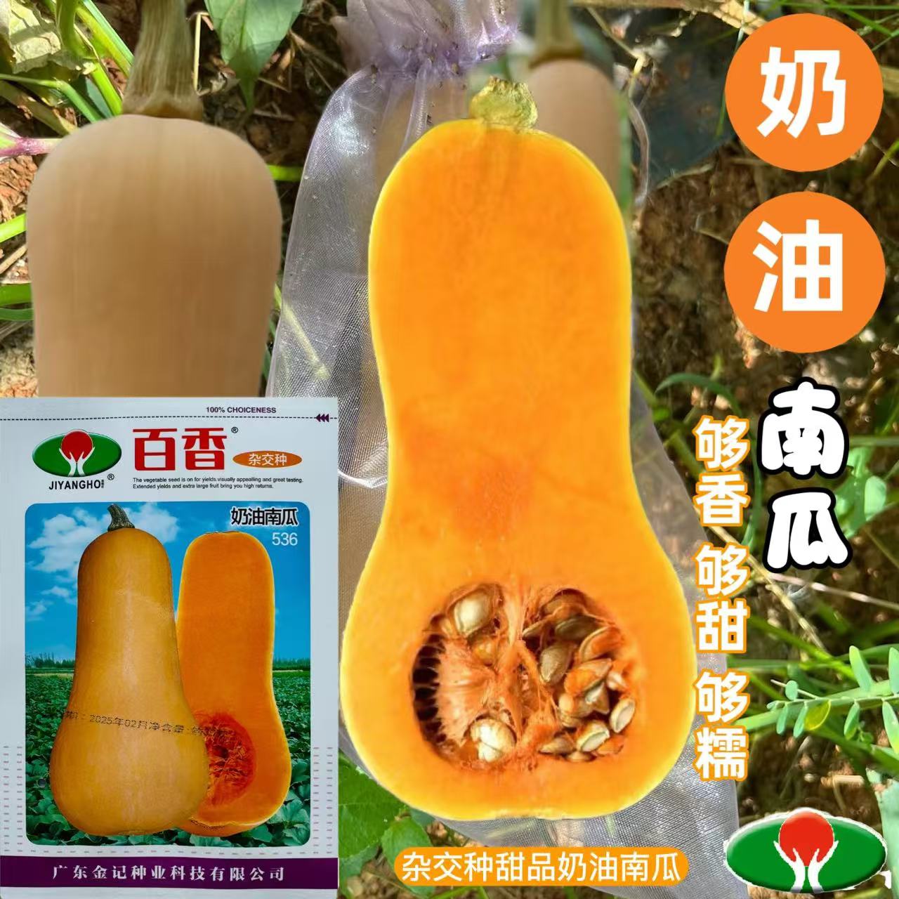 百香奶油南瓜种子四季高产甜糯板栗蜜本南瓜阿根廷黄油南瓜种籽孑