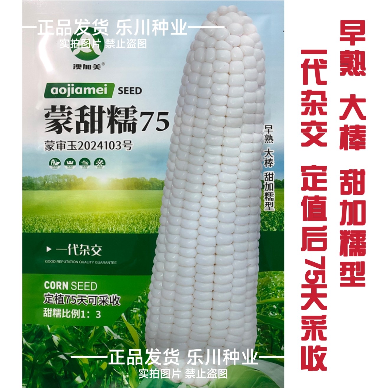 蒙甜糯75白色糯玉米种子早熟75天大穗大棒型高产甜加糯玉米种籽孑