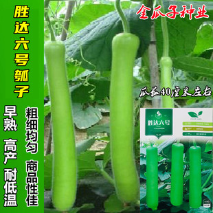 胜达六号早生瓠瓜种子长瓠子种籽菜园高产蔬菜籽四季种植蔬菜种孑