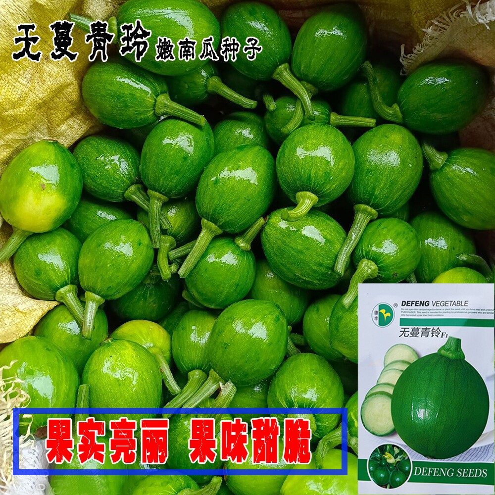 无蔓青玲嫩南瓜种子矮生无蔓嫩青瓜种子极早熟深绿皮嫩南瓜种子