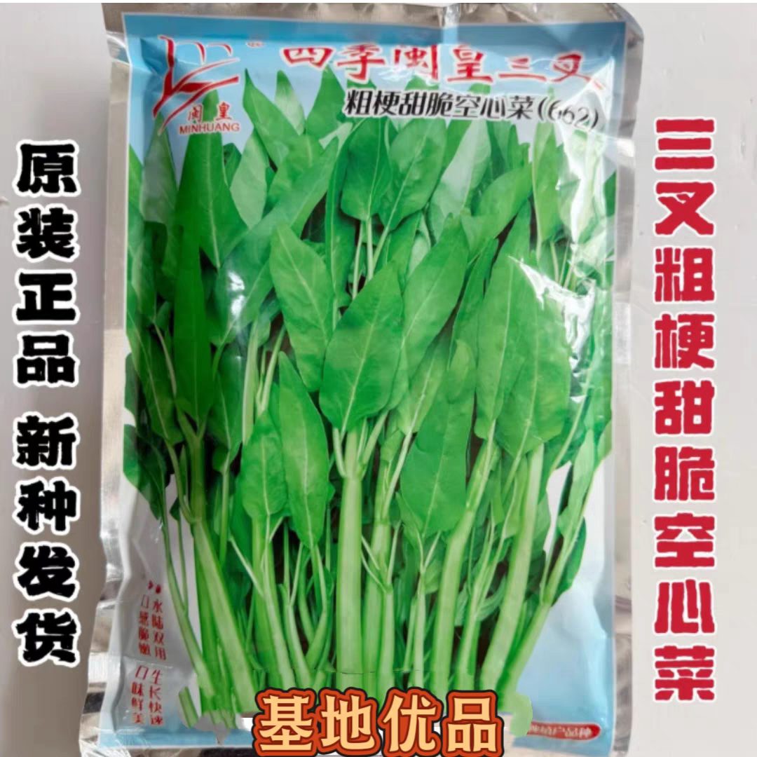 四季闽皇三叉粗梗甜脆空心菜种子易种蔬菜种子籽菜园菜蔬菜种大全