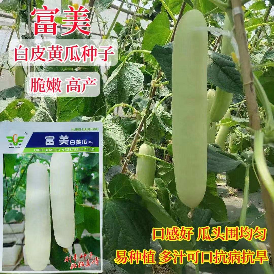 富美白黄瓜无刺瘤表面光滑细嫩