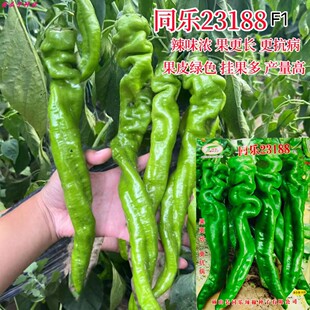 同乐23188螺丝椒种子极早熟高产肉厚抗病抗倒辣味浓大果辣椒种籽