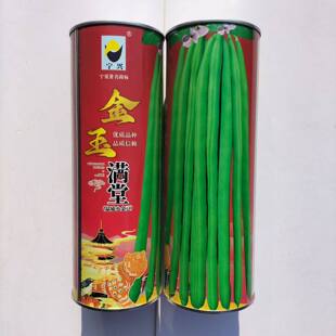 金玉满堂四季豆种子菜豆早熟红花爬藤豆角种子芸豆籽种春夏秋播种