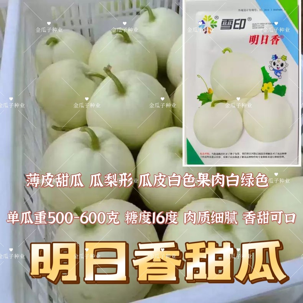 雪印明日香甜瓜种籽白皮白肉薄皮梨形香瓜种子香甜可口细腻糖度高