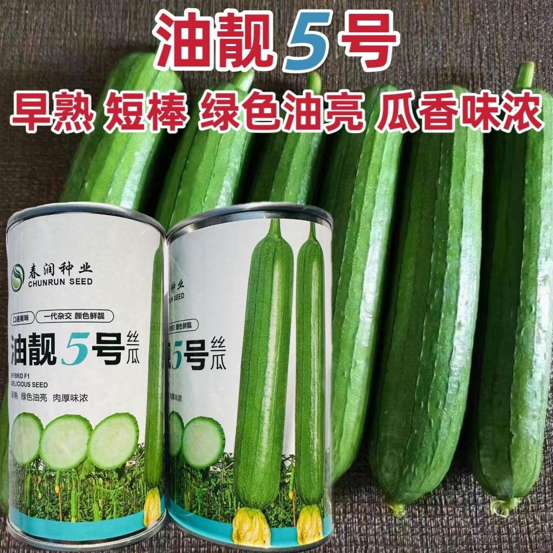 春润油亮丝瓜油靓5号丝瓜种子早熟短棒油亮香丝瓜种子高产瓜味浓