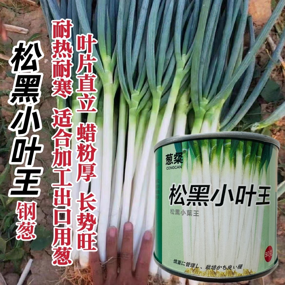 松黑小叶王大葱种子山东大葱种籽小叶钢葱 春秋耐蔬菜瓜果热耐寒