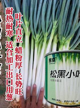 松黑小叶王大葱种子山东大葱种籽小叶钢葱 春秋耐蔬菜瓜果热耐寒