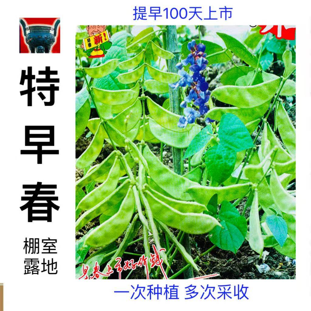 特早春扁豆种子 特早熟嫩绿色扁豆种子 肉扁豆种子 眉豆种子