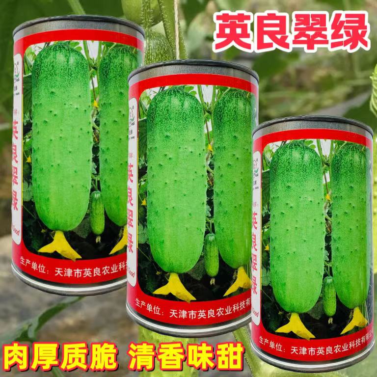 英良翠绿水果黄瓜种子抗病旱黄瓜籽春秋早春青瓜四季大田蔬菜种孑