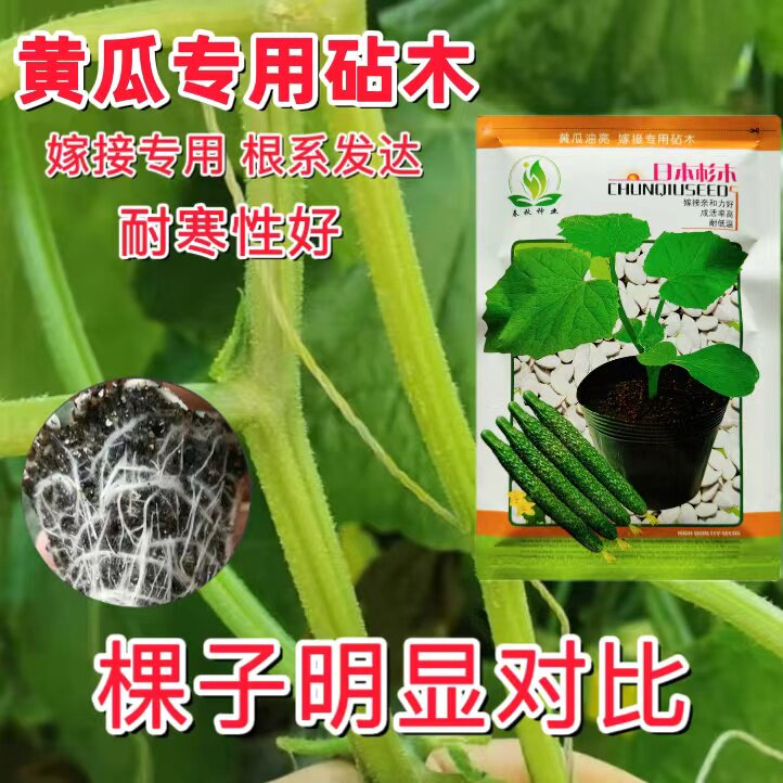 日本杉木黄瓜专用砧木种子嫁接籽粒饱满抗病强耐低温抗衰瓜条顺直