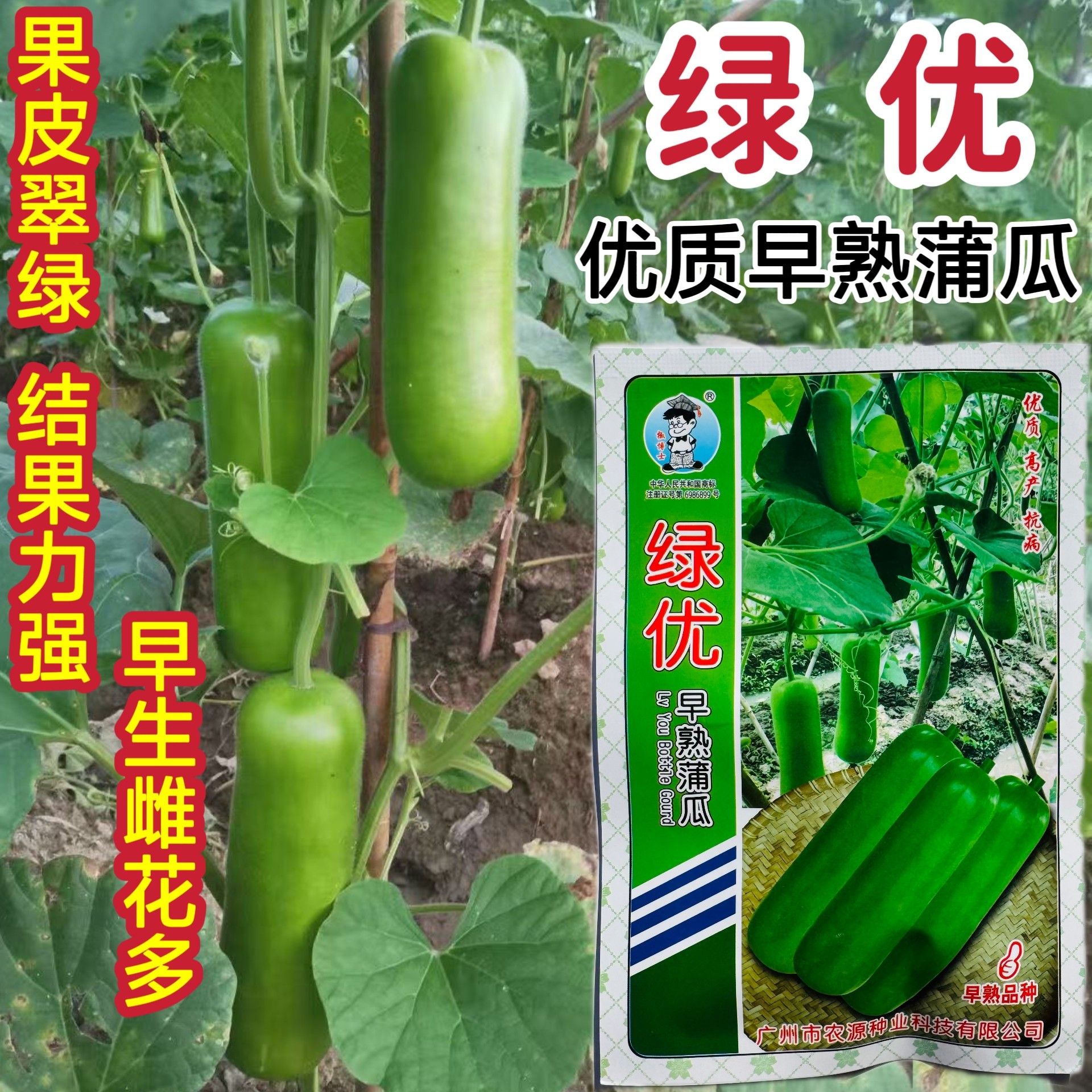 绿优早熟蒲瓜种子早熟短棒瓠瓜种子农家蔬菜种孑春秋季高产蒲瓜种