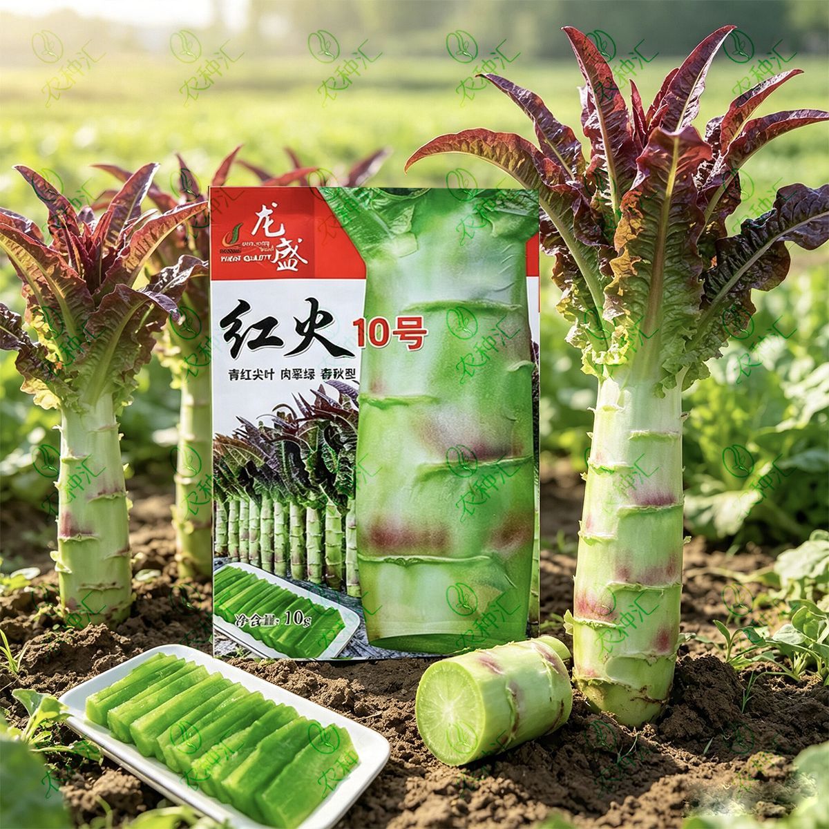 龙盛红火10号青红尖叶莴笋春秋播种翠绿高产清香莴笋种子蔬菜种籽