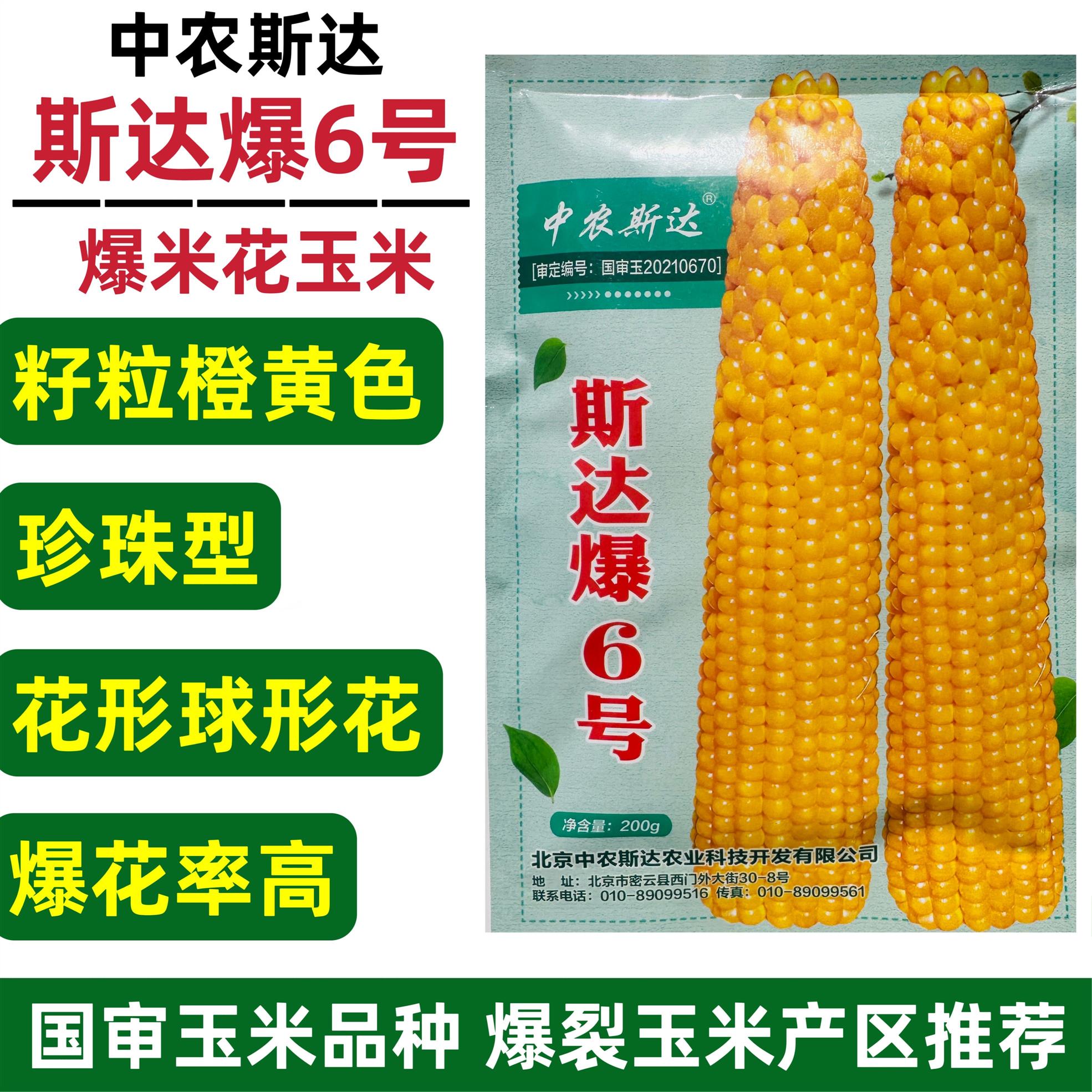 爆米花种子春夏斯达爆6号玉米种籽珍珠型爆花率高球形花