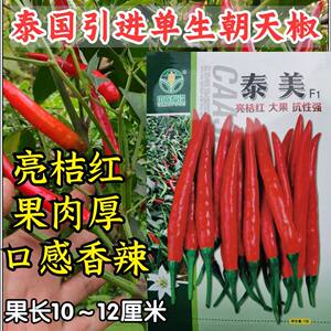 泰美朝天椒种子 单生泰国大果高产香辣高辣泡椒小米辣椒种子籽孑
