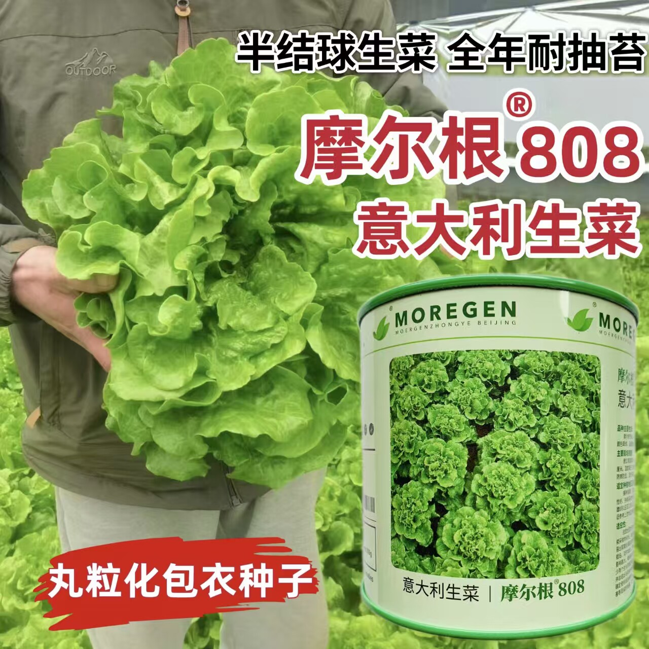 丸粒化生菜种子摩尔根808意大利翠深绿耐热耐寒单粒播生菜种子籽