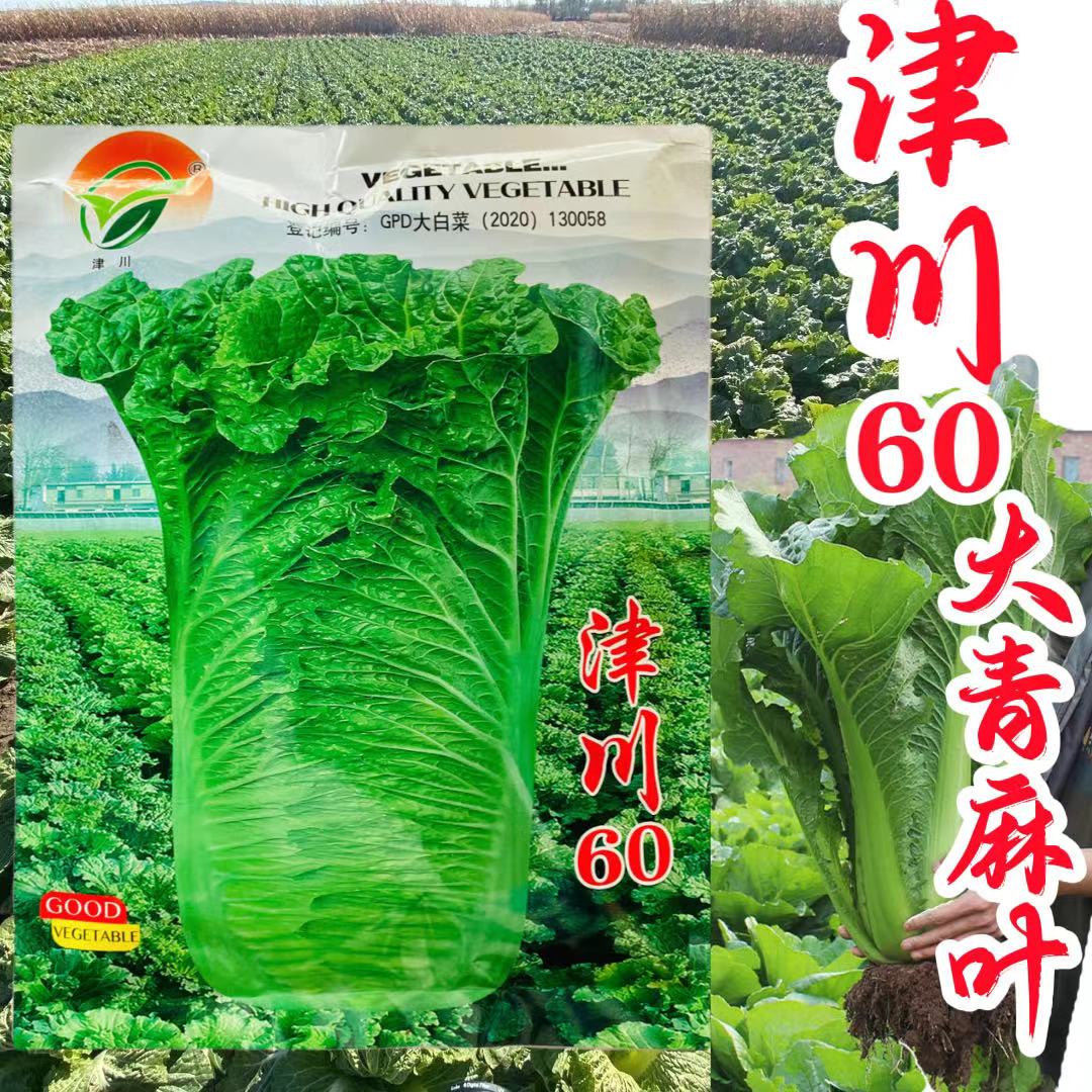 青麻叶大白菜直筒高产抗病绿叶