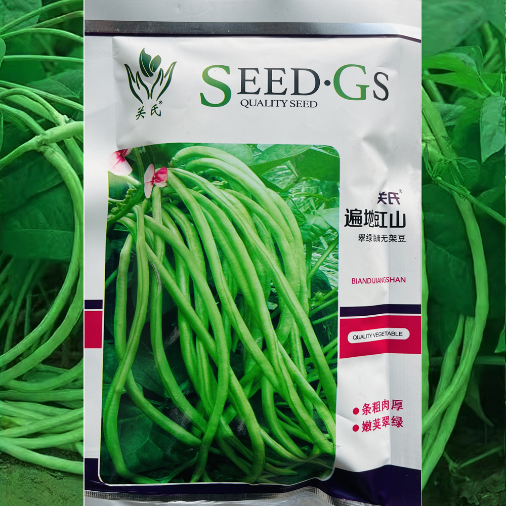 遍地豇山无架豆早熟肉厚高产耐热
