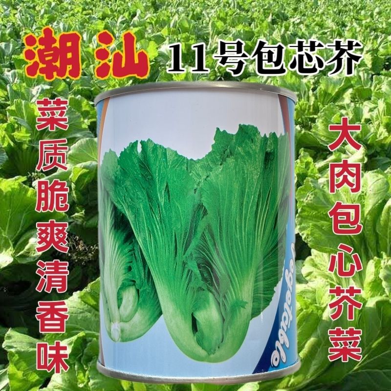 潮汕11号包心芥菜种子早中熟耐热耐湿夏秋季芥菜种籽纤维少蔬菜孑