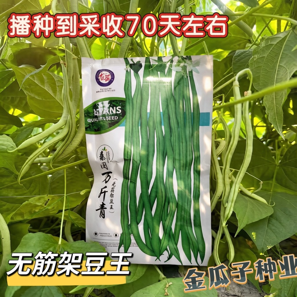 万斤青无筋架豆王种子无筋四季豆种籽无丝豆角种孑春秋播蔬菜种孑
