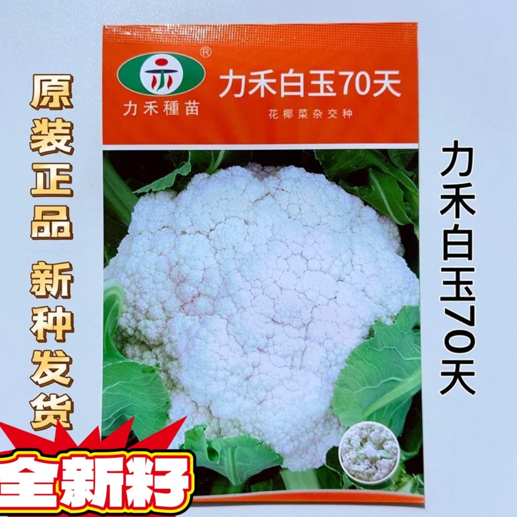 力禾白玉70天花椰菜种子高产抗病杂交白花菜种籽农家春秋播蔬菜种
