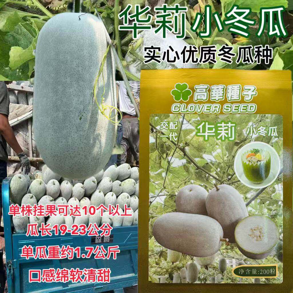 华莉小冬瓜种子高产抗病农家菜园基地种植蔬菜泰国进冬瓜早熟耐热