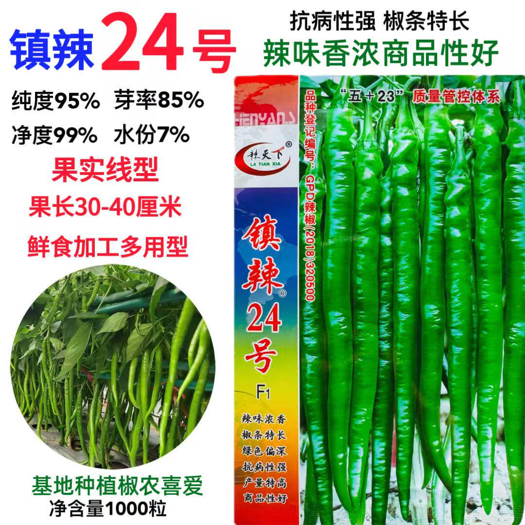 镇研镇辣24号辣椒种子早熟抗病丰产辣味香浓长辣椒种子春秋蔬菜种