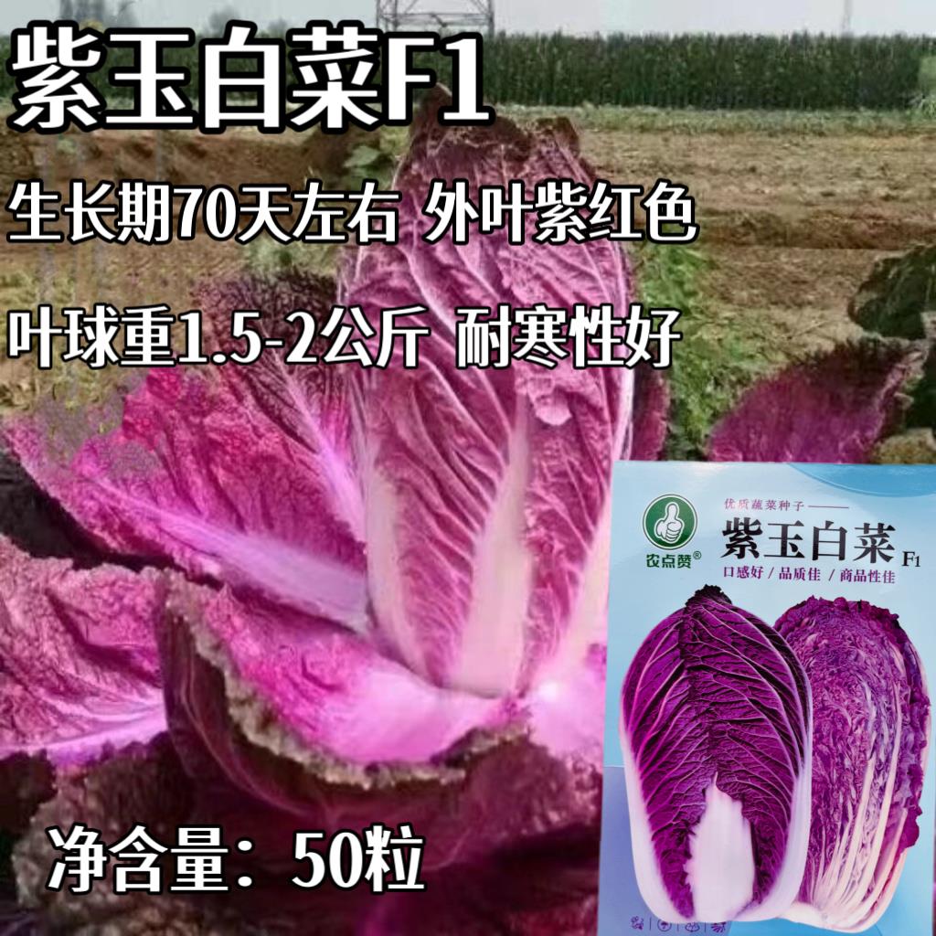 紫玉大白菜种子紫色白菜里外紫色大白菜种籽高产抗病耐寒夏秋季播