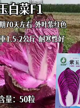 紫玉大白菜种子紫色白菜里外紫色大白菜种籽高产抗病耐寒夏秋季播