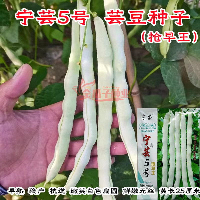 宁芸5号白芸豆早熟厚肉高产无丝