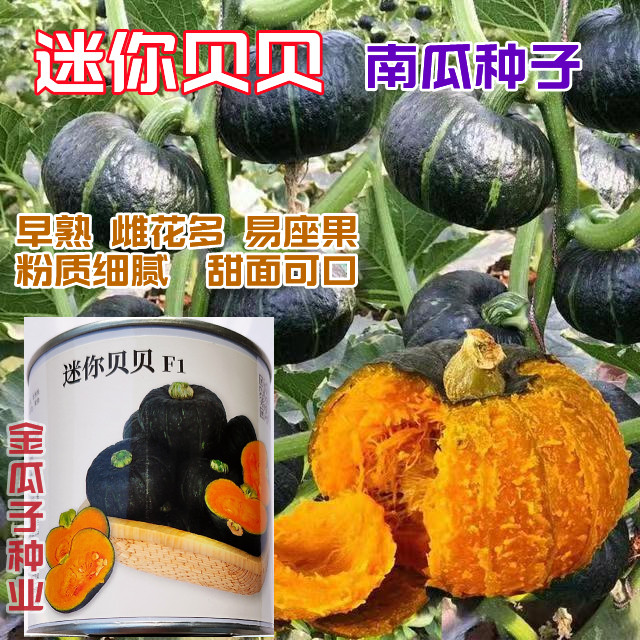 迷你贝贝小南瓜种子种籽板栗味高产绿贝贝四季秧苗蔬菜孑秧香甜
