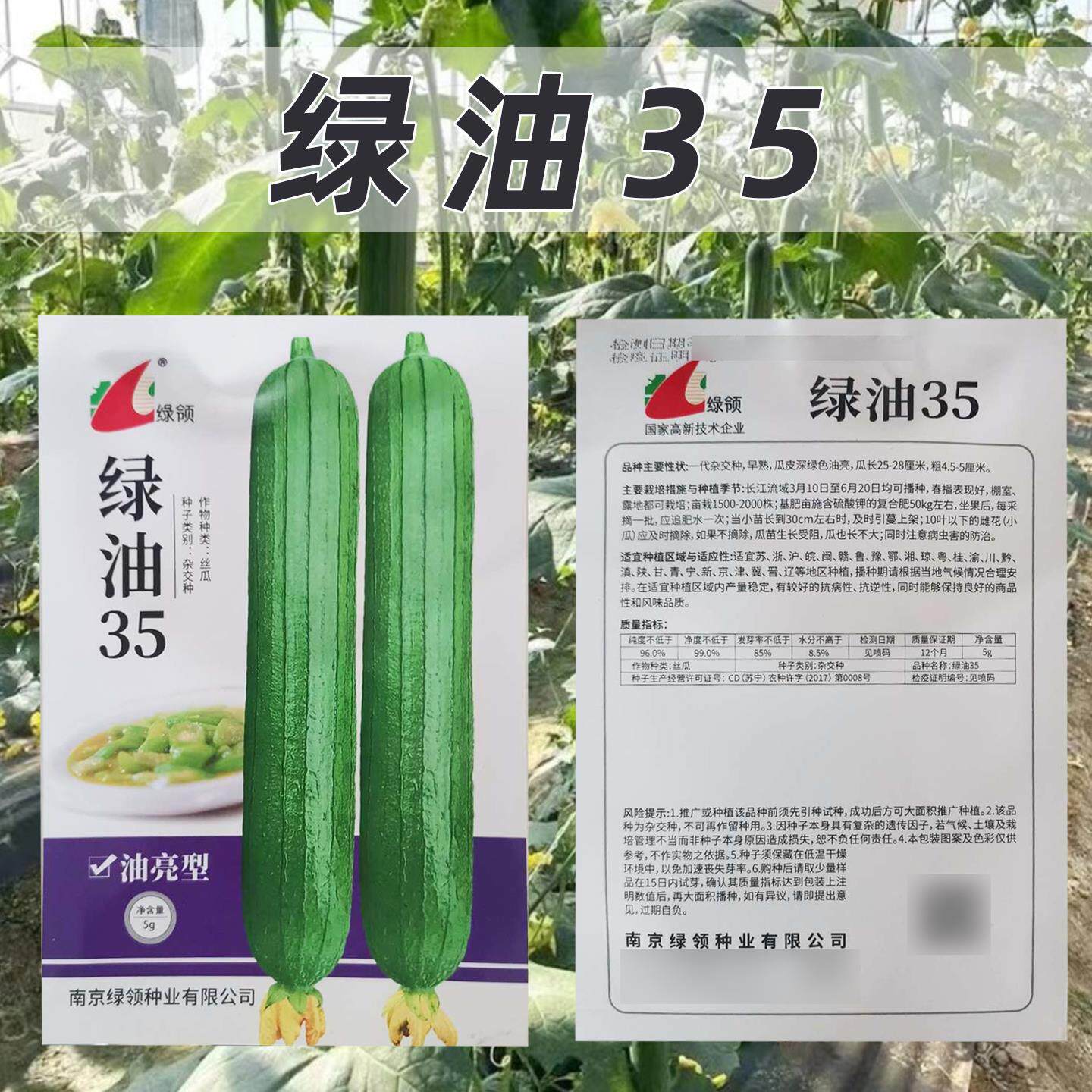 35油菜种子早熟瓜皮深绿色油亮抗病抗逆性强产量稳定丝瓜种籽