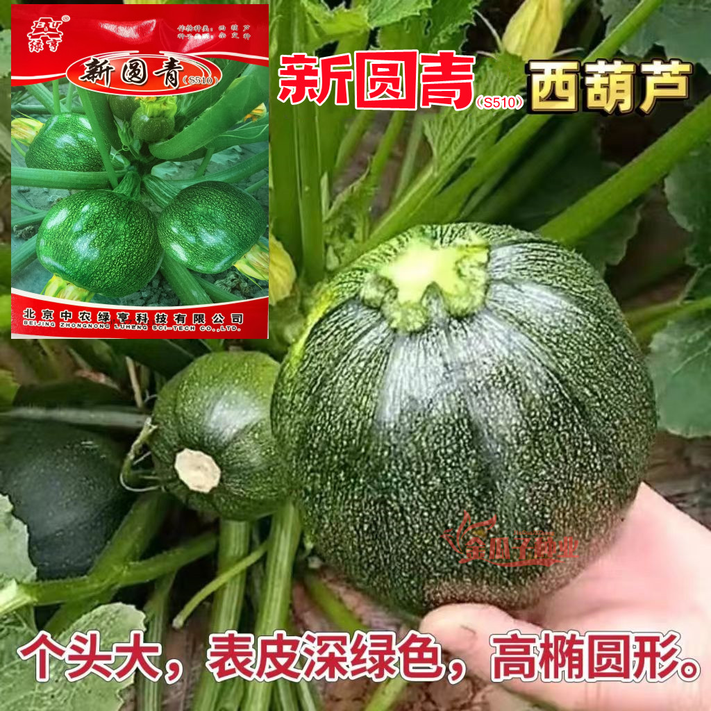 绿亨新圆青S510圆西葫芦种子特早熟产量高春秋季冬季耐寒西葫种籽图片