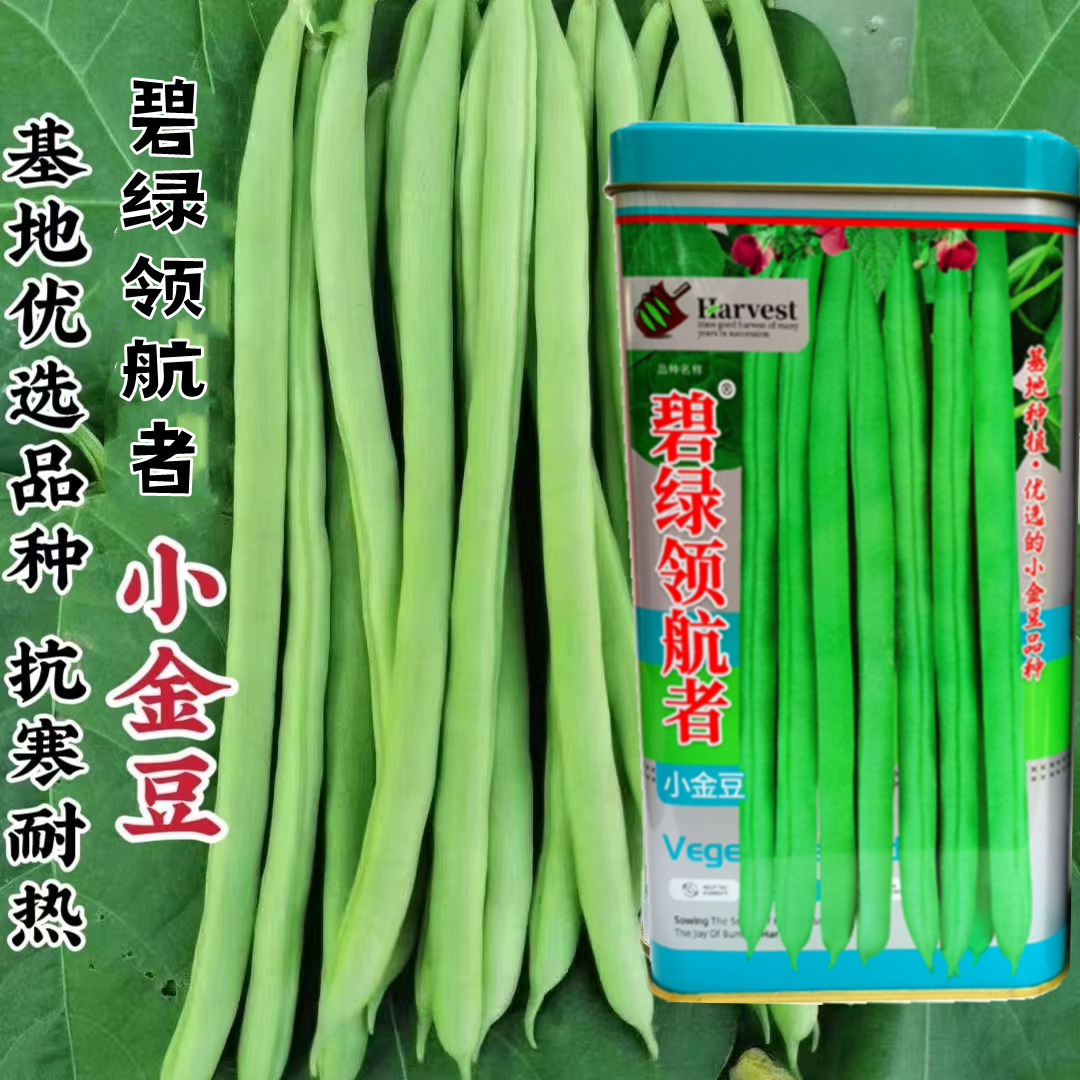 领航者小金豆早熟肉厚高产耐热