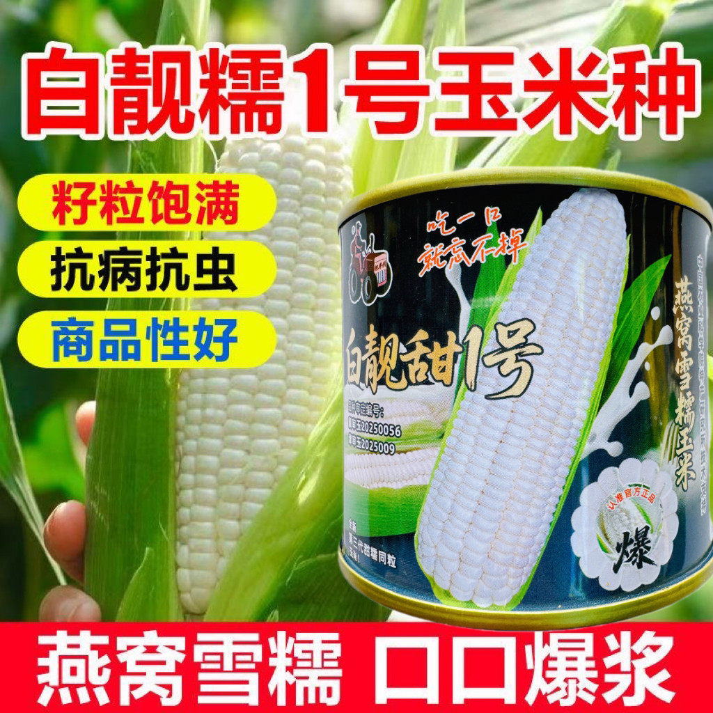 白靓甜1号玉米种子白糯玉米种籽高产大棒甜糯粘玉米种籽春秋播种