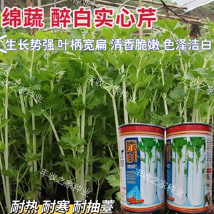 四川醉白实心芹白玉香芹菜种子白杆实芹耐热抗寒农家夏秋播种